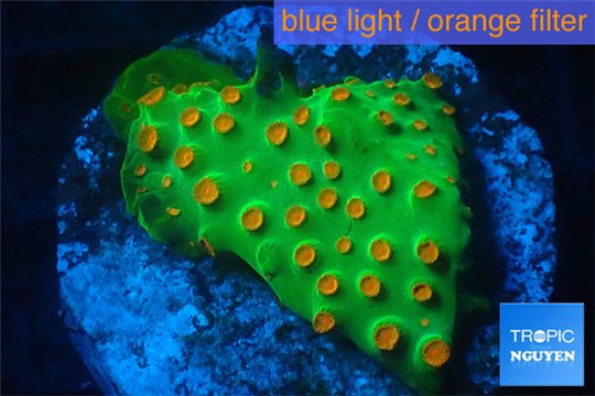 Leptastrea green & orange 3-5 cm WYSIWYG acclimaté