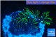 Pachyclavularia neon green 2-4 cm WYSIWYG acclimaté