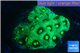 Favia neon green Australia 3-4 cm WYSIWYG acclimaté