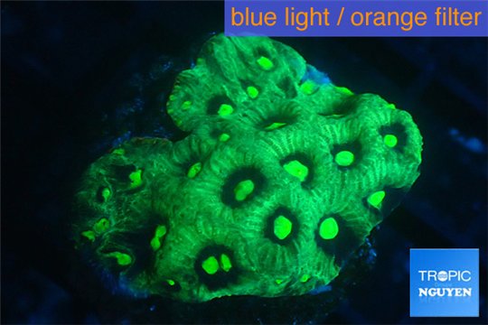 Favia neon green Australia 3-4 cm WYSIWYG acclimaté