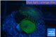 Palythoa neon green 2 polyps WYSIWYG acclimaté