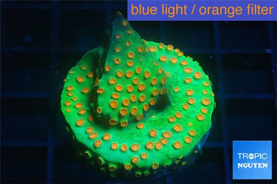 Leptastrea green & orange 4-5 cm WYSIWYG acclimaté