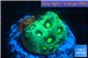 Favia neon green Australia 3-4 cm WYSIWYG acclimaté