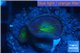 Palythoa neon green 2 polyps WYSIWYG acclimaté