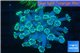 Goniopora green long polyps 3-5 cm WYSIWYG acclimaté