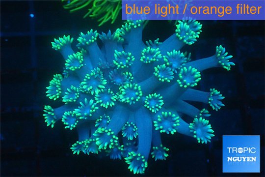 Goniopora green long polyps 3-5 cm WYSIWYG acclimaté