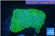 Echinophyllia green maze 3-5 cm WYSIWYG acclimaté