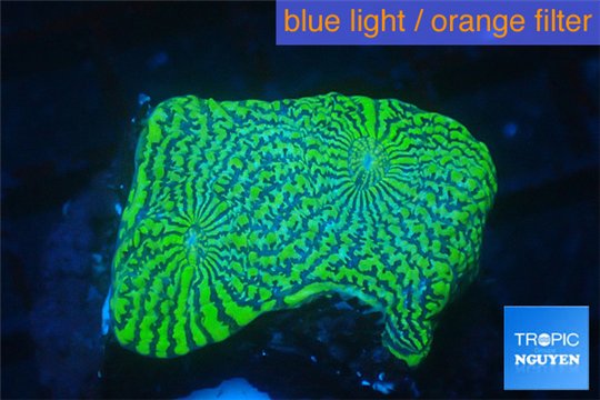 Echinophyllia green maze 3-5 cm WYSIWYG acclimaté