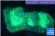 Caulastrea green 3-5 cm WYSIWYG acclimaté
