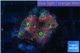 Favia red purple & green spot 2-3 cm WYSIWYG acclimaté