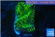 Platygyra Joker green 2 cm WYSIWYG acclimaté