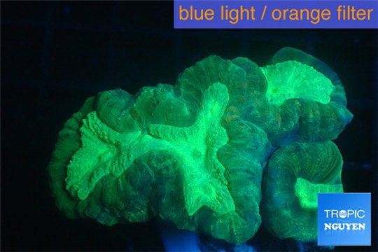 Caulastrea green 3-5 cm WYSIWYG acclimaté