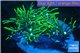 Pachyclavularia neon green 3-4 cm WYSIWYG acclimaté