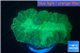 Caulastrea green 2-4 cm WYSIWYG acclimaté