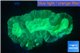 Caulastrea green 3-5 cm WYSIWYG acclimaté