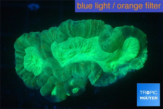 Caulastrea green 3-5 cm WYSIWYG acclimaté