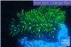 Pachyclavularia neon green 3-4 cm WYSIWYG acclimaté