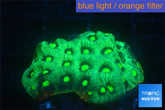 Favia neon green Australia 3-4 cm WYSIWYG acclimaté