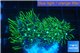 Pachyclavularia neon green 3-5 cm WYSIWYG acclimaté
