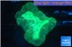Caulastrea green 2-4 cm WYSIWYG acclimaté