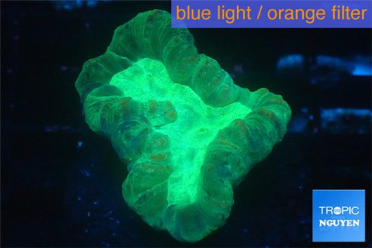 Caulastrea green 2-4 cm WYSIWYG acclimaté