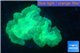 Caulastrea green 3-5 cm WYSIWYG acclimaté
