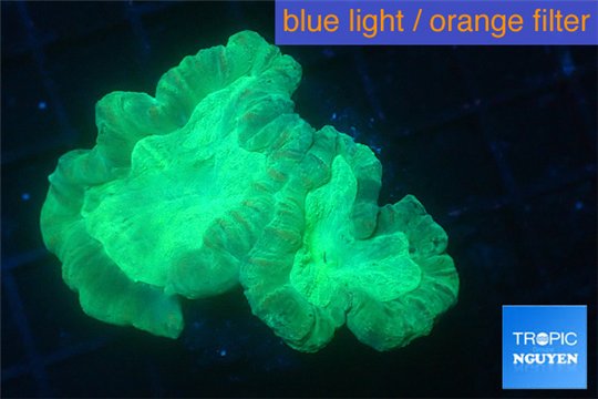 Caulastrea green 3-5 cm WYSIWYG acclimaté