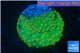 Leptastrea green & orange 3-4 cm WYSIWYG acclimaté