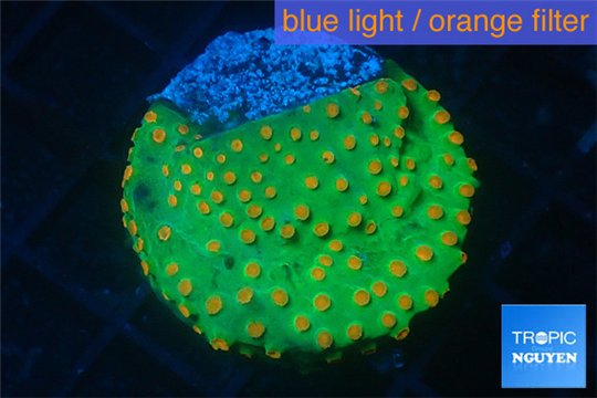 Leptastrea green & orange 3-4 cm WYSIWYG acclimaté