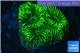 Platygyra Joker green 1-2 cm WYSIWYG acclimaté