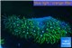 Pachyclavularia neon green 3-5 cm WYSIWYG acclimaté