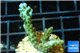Acropora green purple 2-4 cm WYSIWYG acclimaté