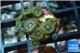 Zoanthus neon green magician blue 7-10 polyps WYSIWYG acclimaté