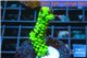 Acropora full neon green 3-4 cm WYSIWYG acclimaté