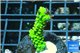 Acropora full neon green 3-4 cm WYSIWYG acclimaté