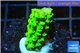 Acropora full neon green 2-3 cm WYSIWYG acclimaté
