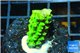 Acropora full neon green 2-3 cm WYSIWYG acclimaté