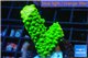 Acropora full neon green 2-4 cm WYSIWYG acclimaté
