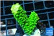 Acropora full neon green 2-4 cm WYSIWYG acclimaté