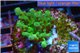Acropora green Fijii 3-4 cm WYSIWYG acclimaté