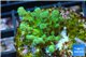 Acropora green Fijii 3-4 cm WYSIWYG acclimaté