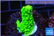 Acropora full neon green 2-3 cm WYSIWYG acclimaté