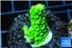 Acropora full neon green 2-3 cm WYSIWYG acclimaté