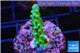 Acropora green Fijii 2-3 cm WYSIWYG acclimaté