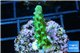Acropora green Fijii 2-3 cm WYSIWYG acclimaté