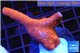 Montipora digitata red 3-5 cm WYSIWYG acclimaté
