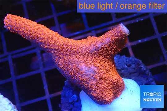 Montipora digitata red 3-5 cm WYSIWYG acclimaté