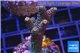 Acropora millepora pink Indonesia 3-4 cm WYSIWYG acclimaté