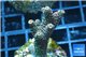 Acropora millepora pink Indonesia 3-4 cm WYSIWYG acclimaté