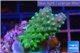 Acropora humilis green purple Fijii 2-4 cm WYSIWYG acclimaté